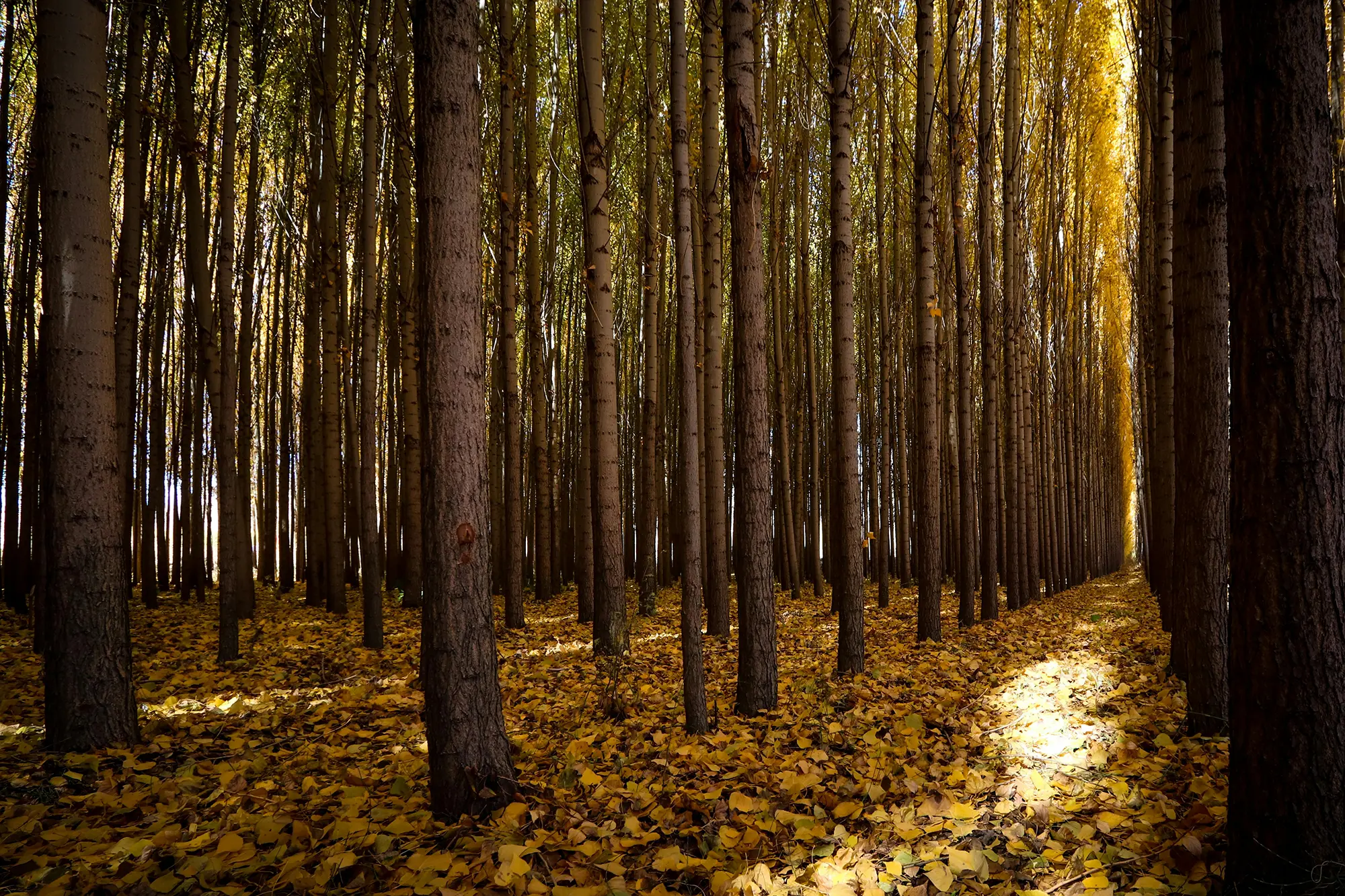 Trees in a forest
