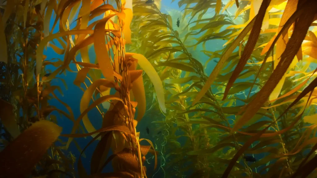 Green algae, also known as seaweed